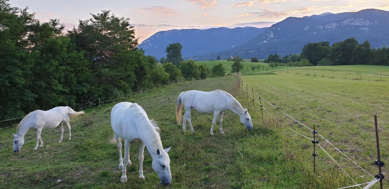 Lipizzaner Lodge Guest House Postojna Eksteriør bilde