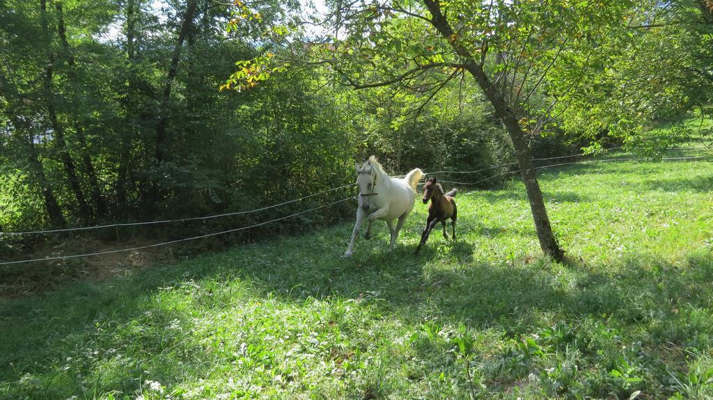 Lipizzaner Lodge Guest House Postojna Eksteriør bilde