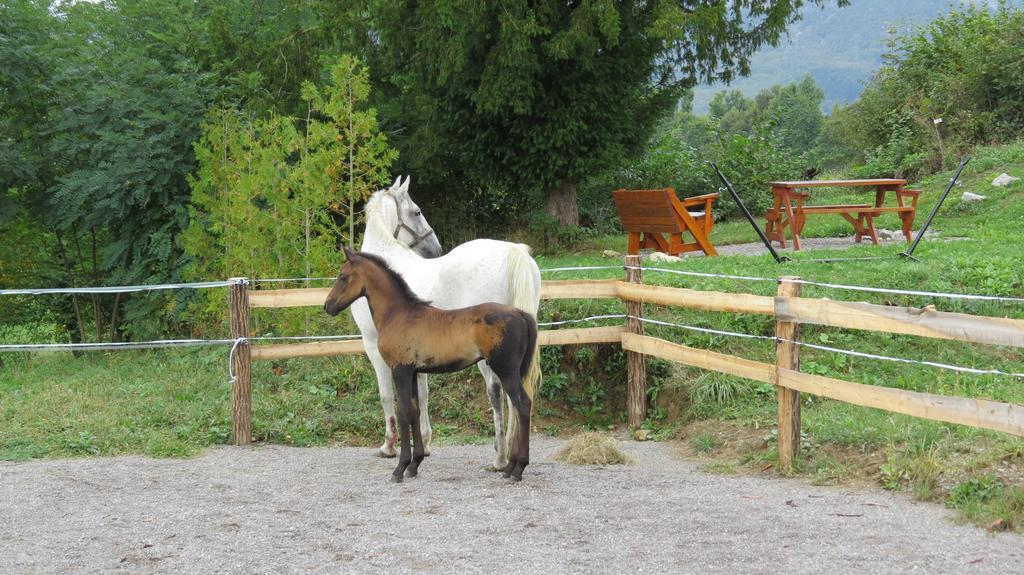 Lipizzaner Lodge Guest House Postojna Eksteriør bilde